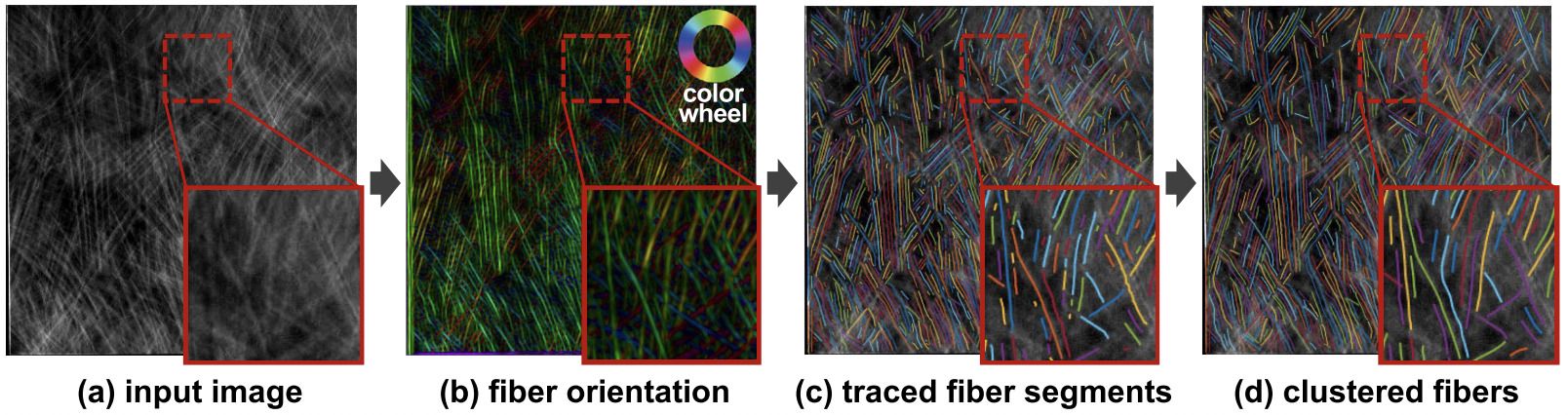 siqi2022fiber.jpg